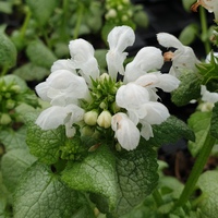 Lamium maculatum 'White Nancy'